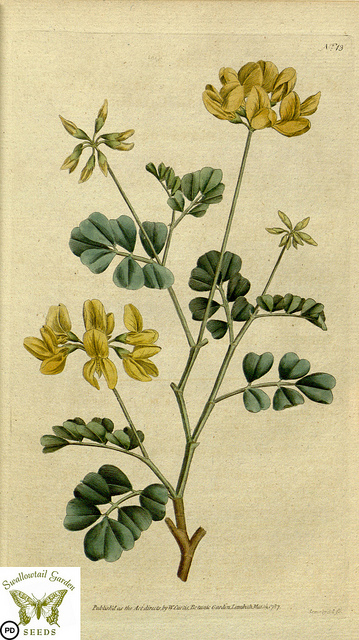Coronille de valence