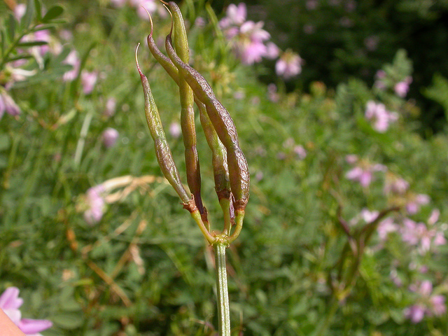 Coronille bigarrée