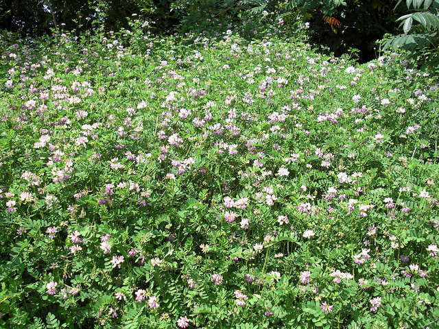 Coronille bigarrée (Coronilla varia)
