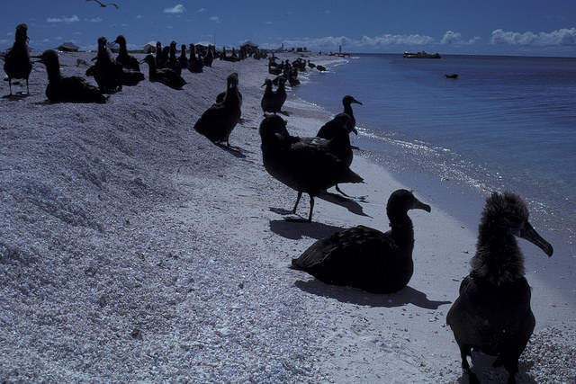 Corne-de-cerf à deux lobes (Coronopus didymus)