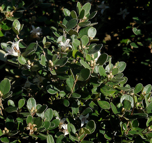 Correa alba