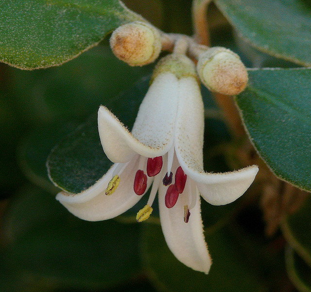 Correa alba