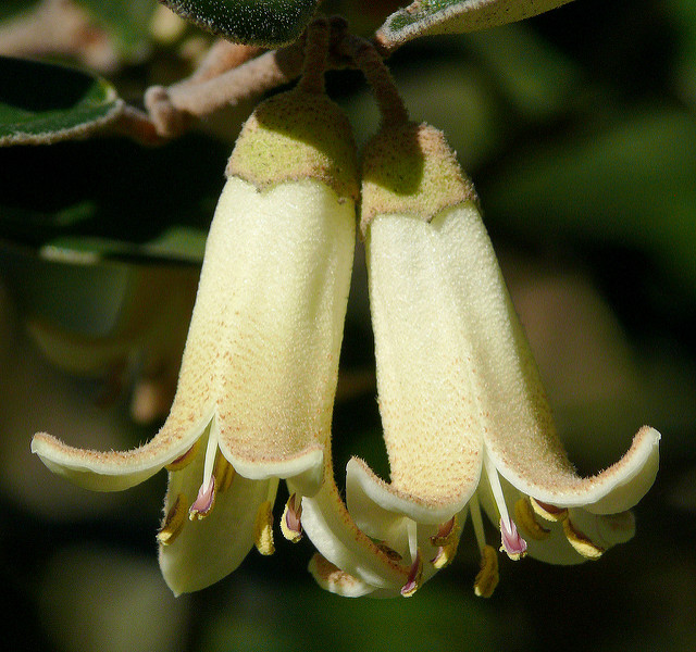 Correa alba