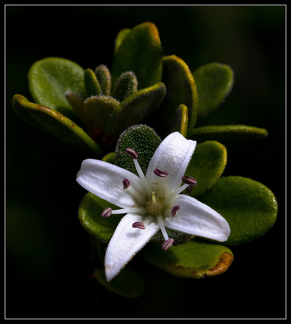 Correa alba
