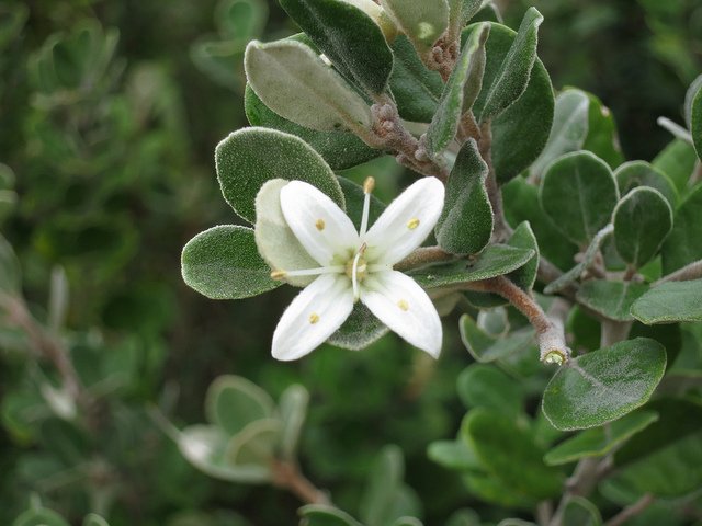 Correa alba