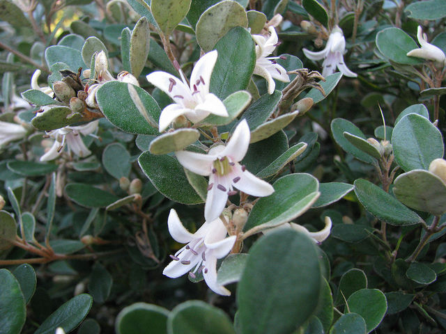 Correa alba (Correa alba)