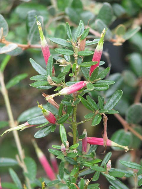 Correa decumbens