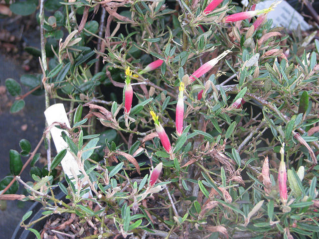 Correa decumbens
