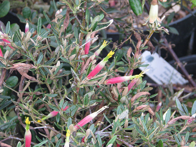 Correa decumbens