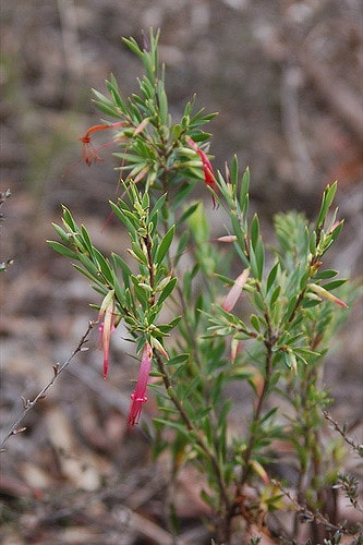 Correa decumbens