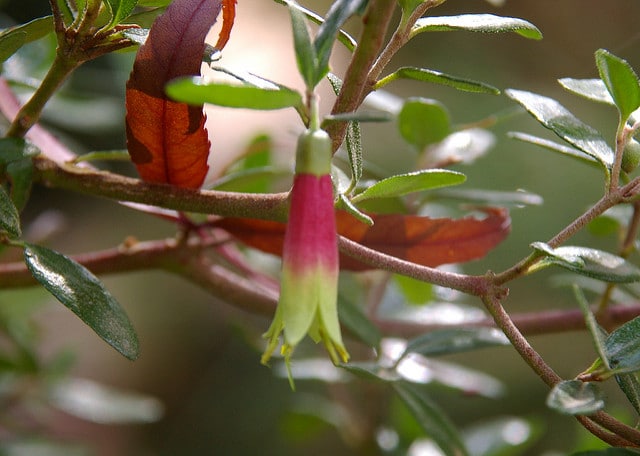 Correa reflexa