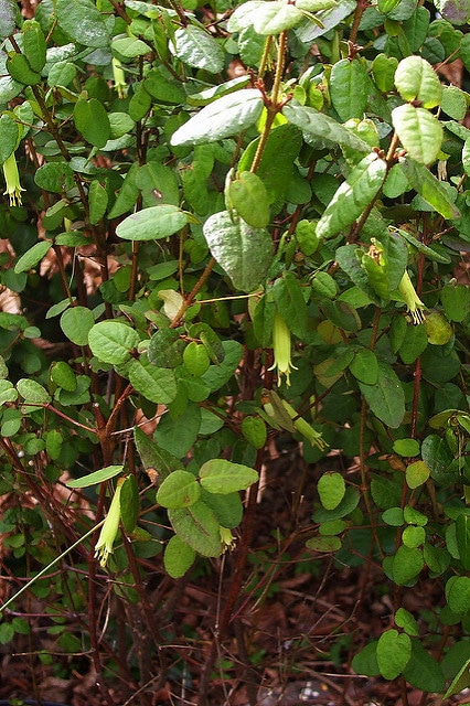 Correa reflexa