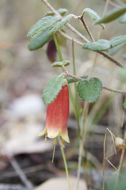 Correa reflexa