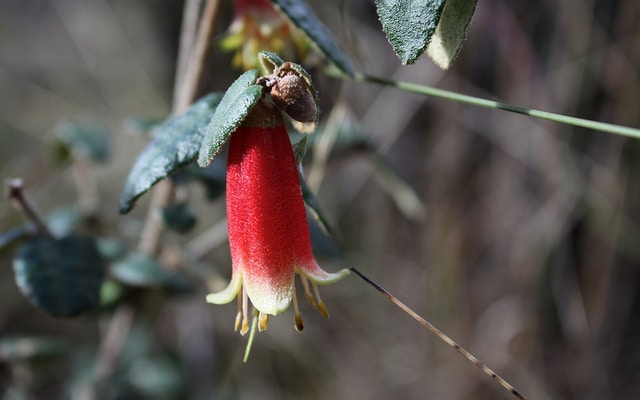 Correa reflexa