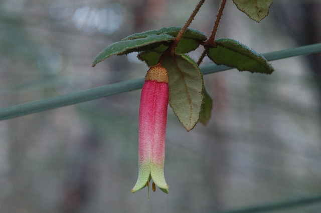 Correa reflexa
