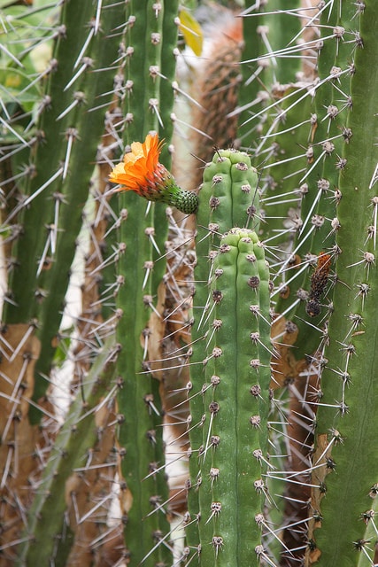 Corryocactus brachypetalus