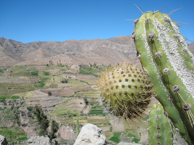 Cereus brevistylus