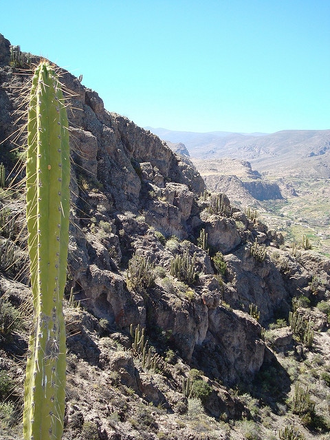 Cereus brevistylus