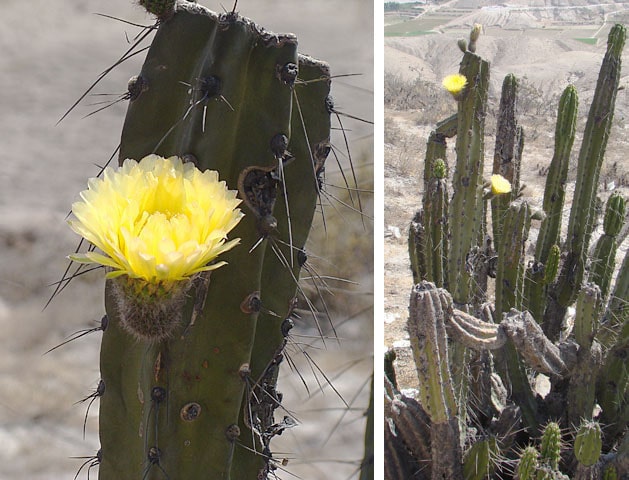 Cereus brevistylus (Corryocactus brevistylus)