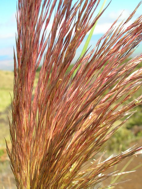 Cortaderia jubata