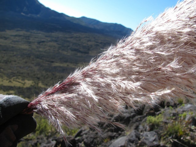 Cortaderia jubata