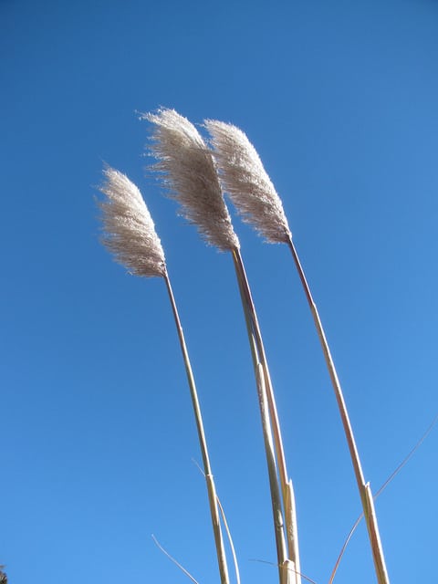 Cortaderia jubata
