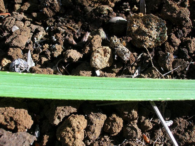 Cortaderia jubata