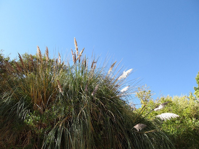 Cortaderia rudiuscula