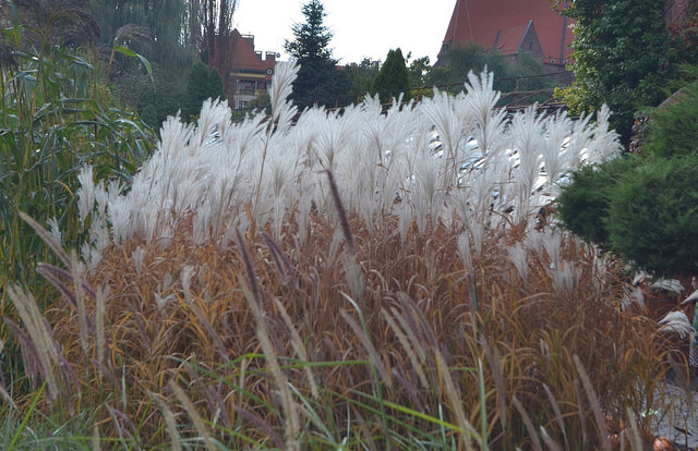 Herbe de la pampa