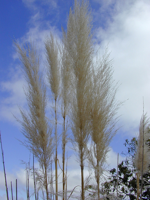 Herbe de la pampa