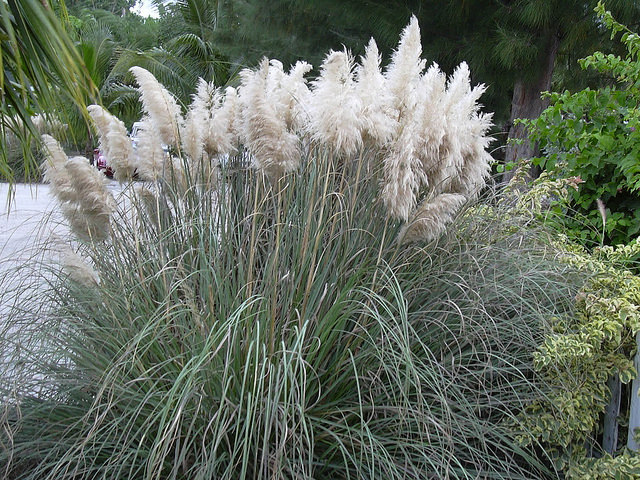 Herbe de la pampa