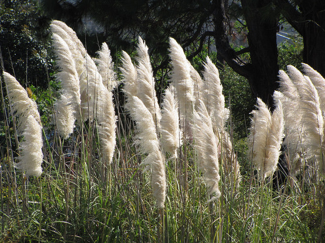Herbe de la pampa