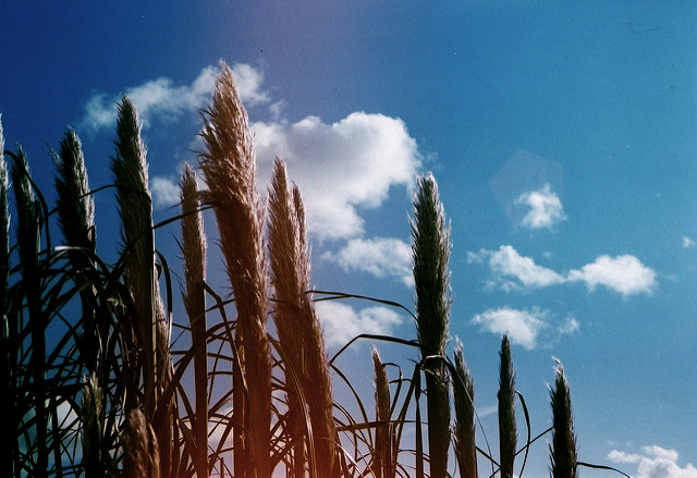 Herbe de la pampa