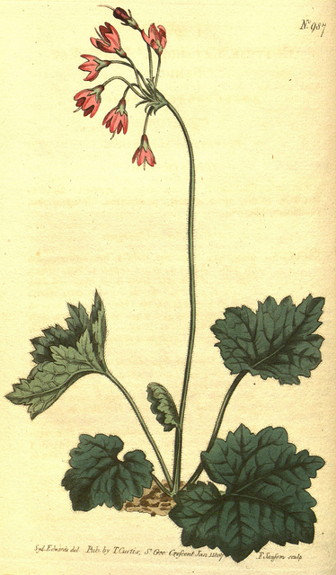 Cortuse de matthioli (Cortusa matthioli)