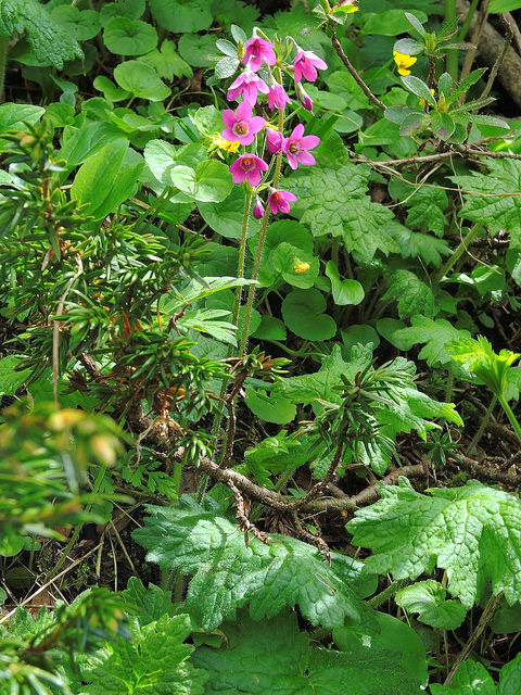 Cortuse de matthioli