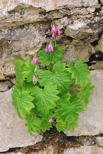 Cortuse de matthioli
