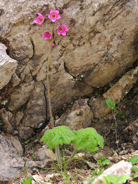 Cortuse de matthioli