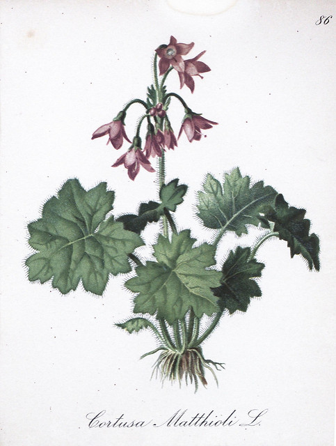 Cortuse de matthioli
