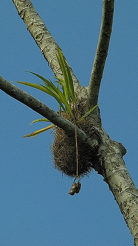 Coryanthes speciosa