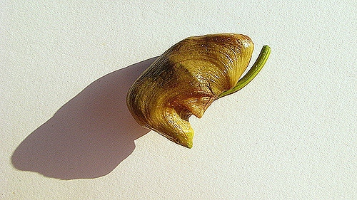 Coryanthes speciosa