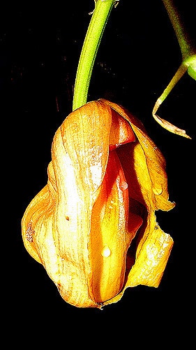 Coryanthes speciosa
