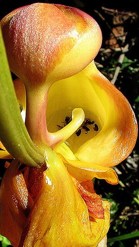 Coryanthes speciosa