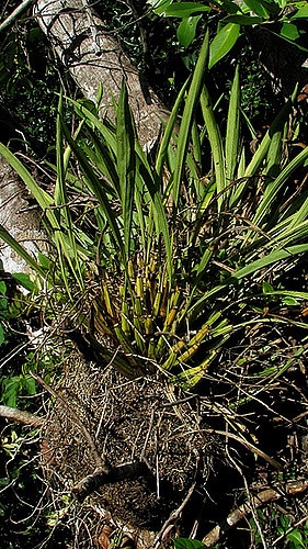 Coryanthes speciosa