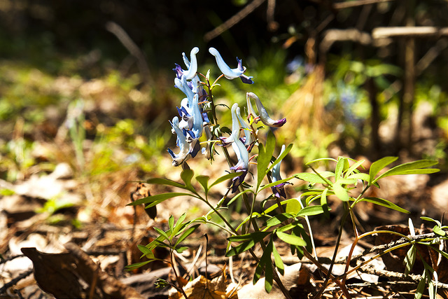 Corydalis ambigua