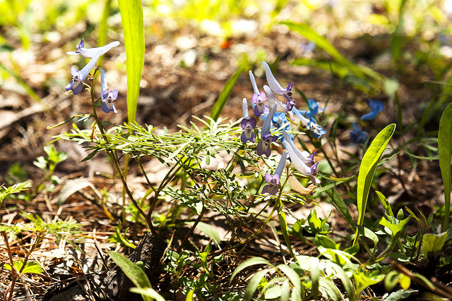 Corydalis ambigua