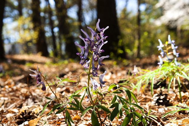 Corydalis ambigua