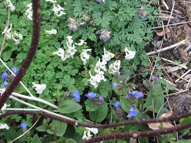 Corydalis angustifolia