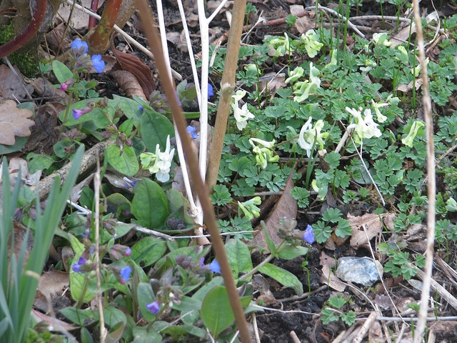 Corydalis angustifolia (Corydalis angustifolia)