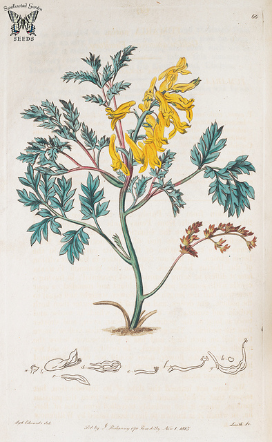 Corydale dorée