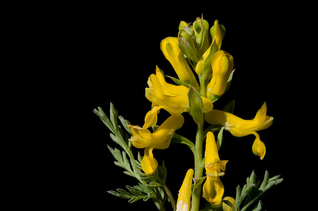 Corydale dorée (Corydalis aurea)